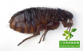 如何选择除四害专业机构？